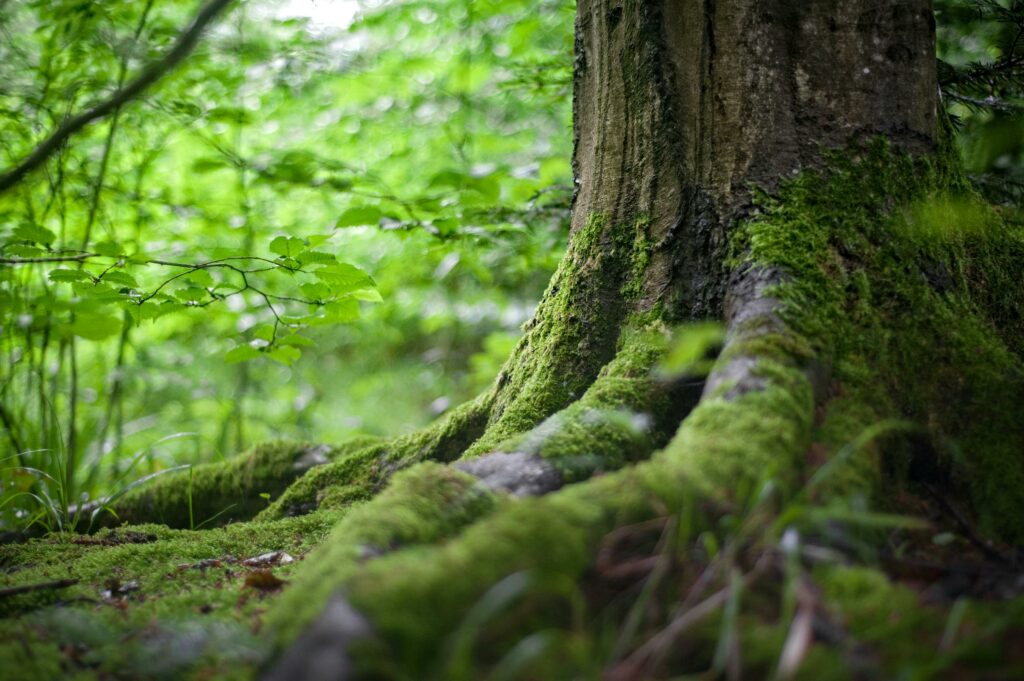 Investir dans un Groupement Forestier d’Investissement est-il pertinent en 2024 ?