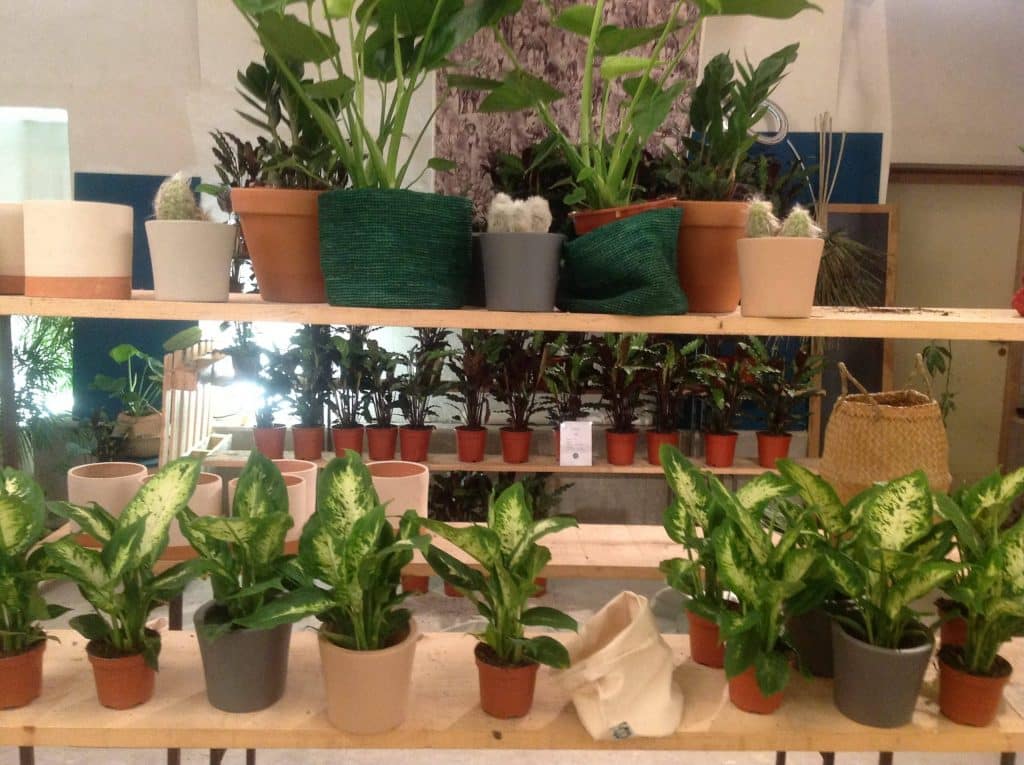 Boutiques de plantes : où acheter des plantes vertes à Lyon • Inside Lyon